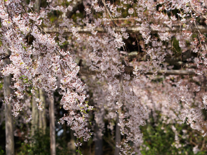 No.82　京都府　醍醐寺　桜_b0120889_22274479.jpg