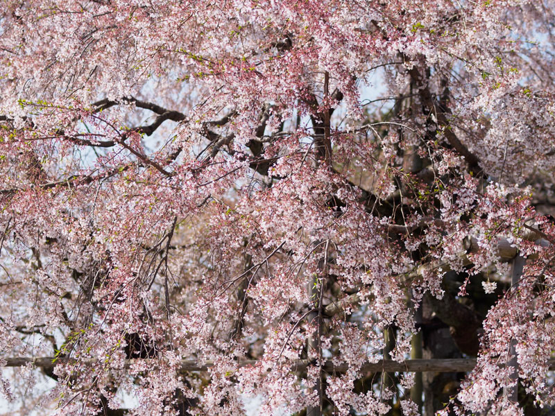 No.82　京都府　醍醐寺　桜_b0120889_22275694.jpg