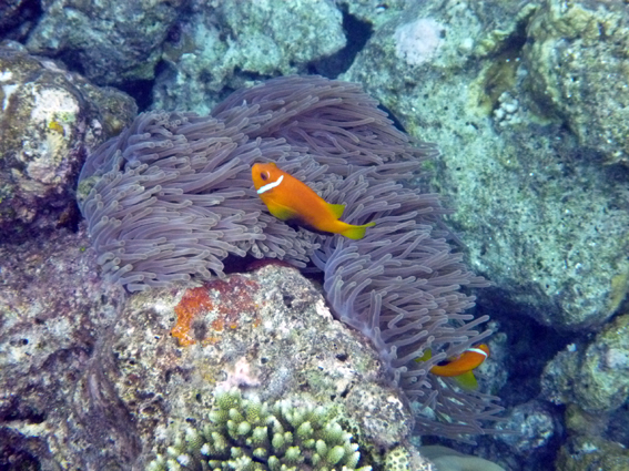 Dusit Thani Maldives デュシタニ・モルディブ 2013 - 33　感動の青い川_c0147790_1454291.jpg