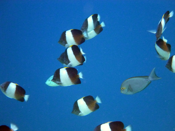 Dusit Thani Maldives デュシタニ・モルディブ 2013 - 33　感動の青い川_c0147790_1456080.jpg