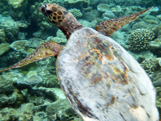 Dusit Thani Maldives デュシタニ・モルディブ 2013 - 33　感動の青い川_c0147790_1517229.jpg