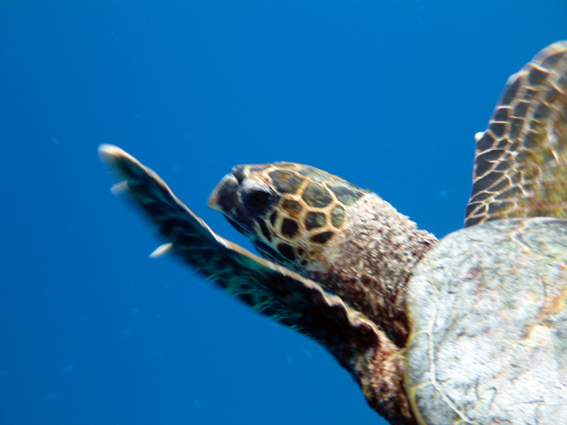 Dusit Thani Maldives デュシタニ・モルディブ 2013 - 33　感動の青い川_c0147790_15173517.jpg