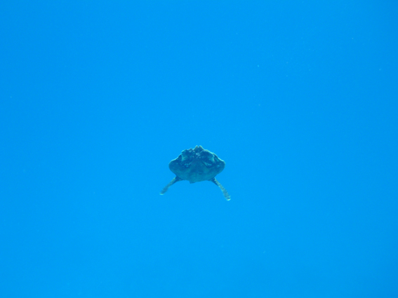 Dusit Thani Maldives デュシタニ・モルディブ 2013 - 33　感動の青い川_c0147790_15234229.jpg