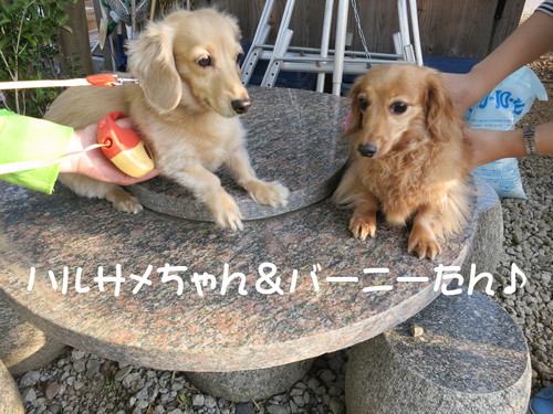 お外が大嫌いな犬が揃ったったwww_b0200291_21514315.jpg