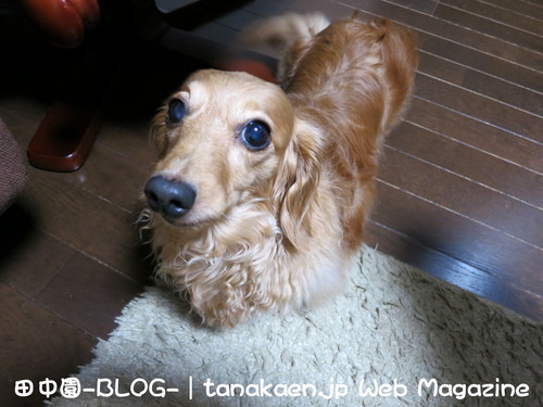 お外が大嫌いな犬が揃ったったwww_b0200291_22304965.jpg