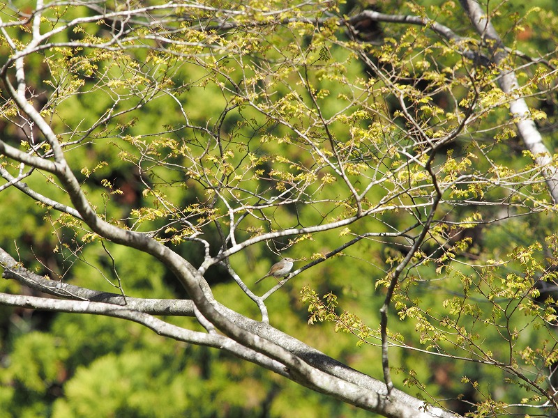 撮れちゃった野鳥写真_f0224100_5594235.jpg