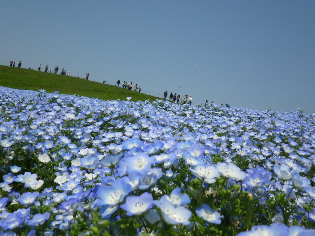 ５月９日　　ひたち海浜公園・ネモフィラ満開_f0230410_22214712.jpg