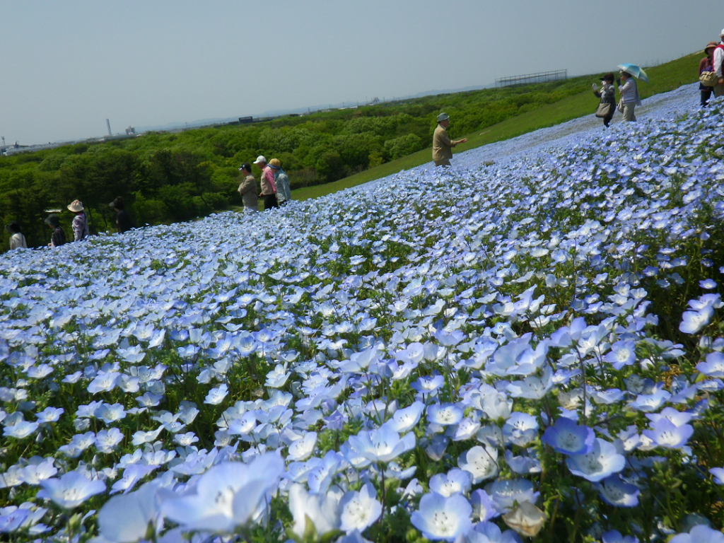 ５月９日　　ひたち海浜公園・ネモフィラ満開_f0230410_22215923.jpg