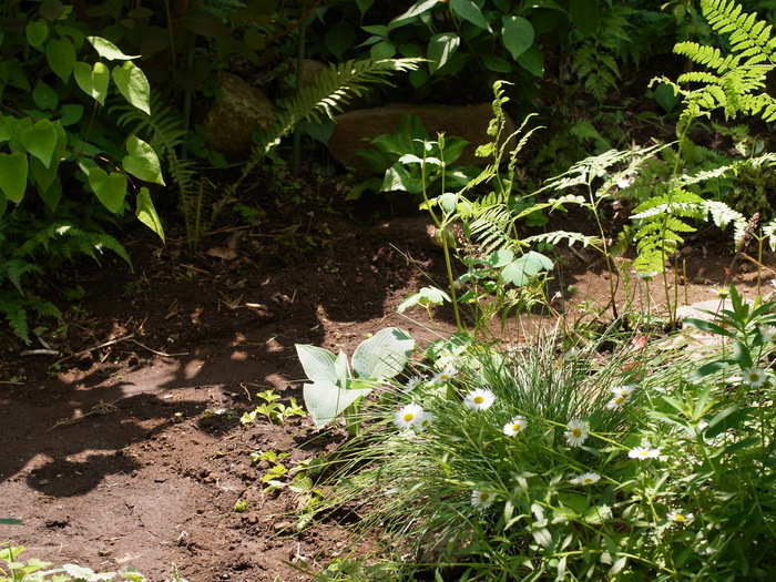 ギボウシの植え付け_e0276411_13233444.jpg