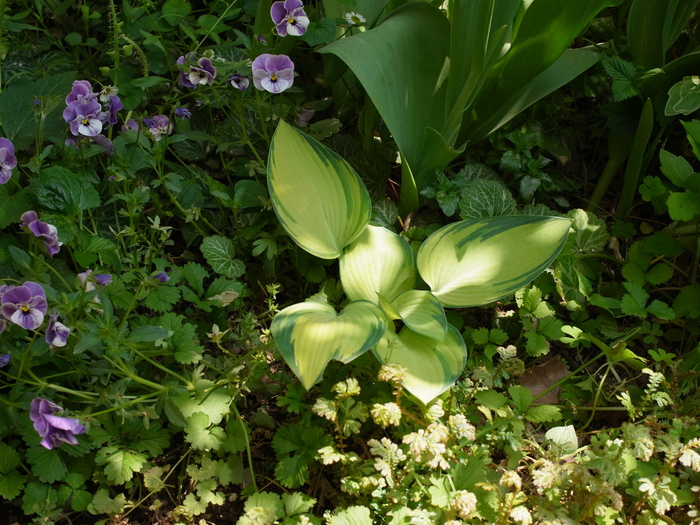 ギボウシの植え付け_e0276411_13234675.jpg