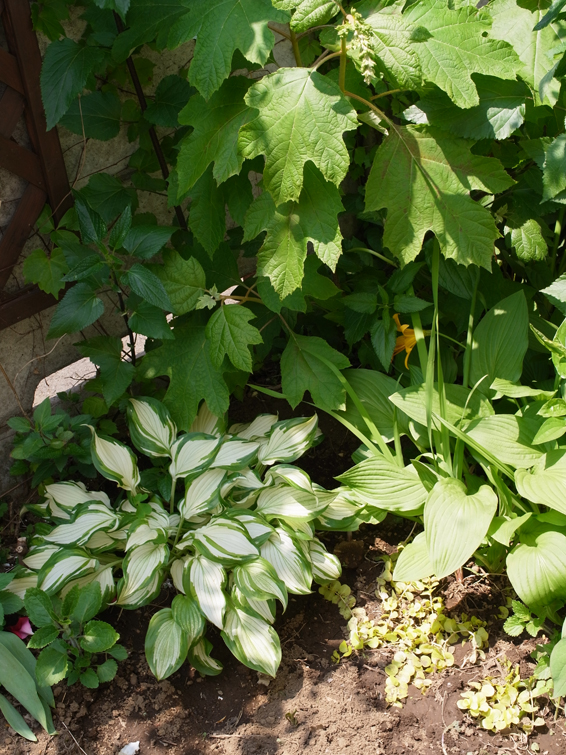 ギボウシの植え付け_e0276411_13285853.jpg