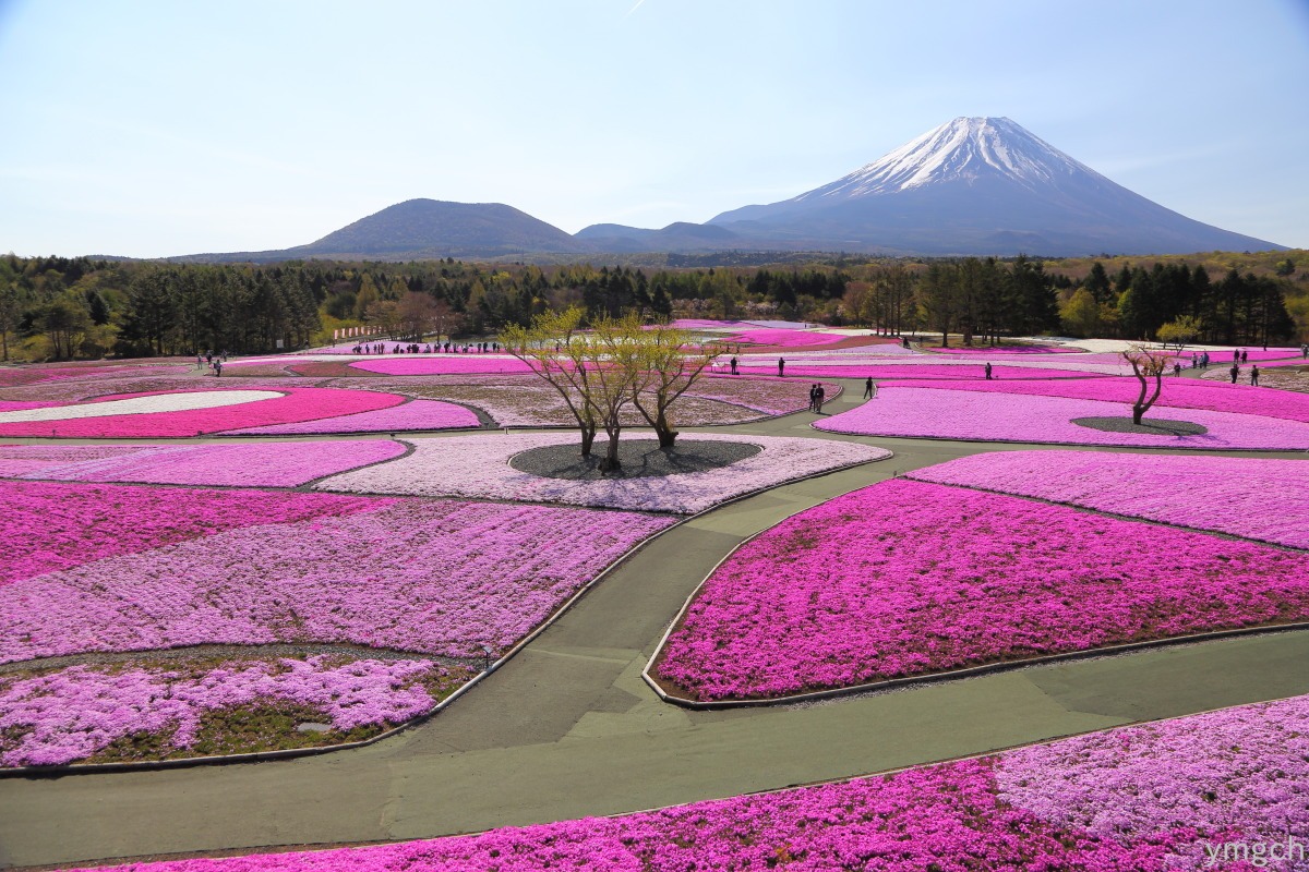 富士の芝桜まつり（１）_f0157812_8412331.jpg