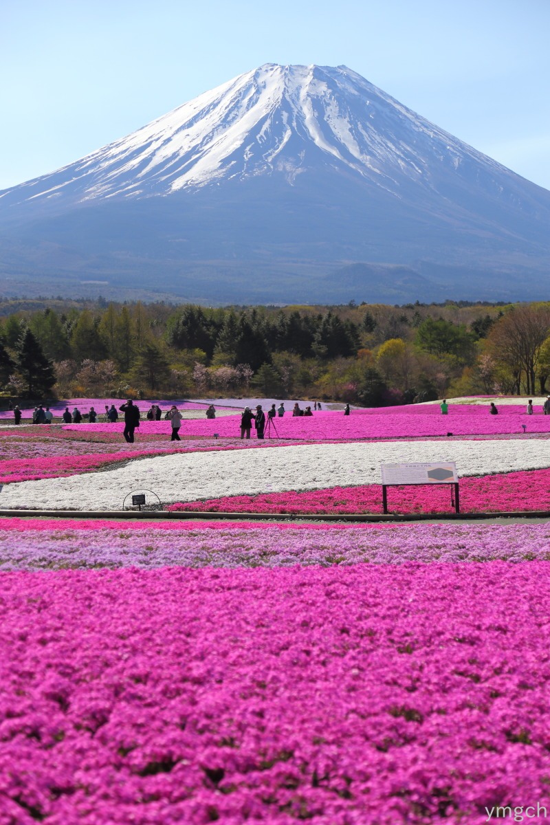 富士の芝桜まつり（１）_f0157812_847336.jpg