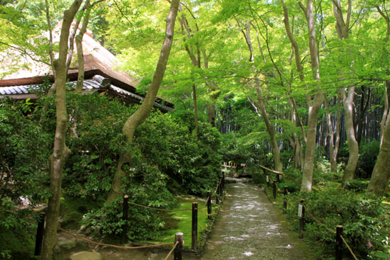 奥嵯峨 祇王寺青もみじ_e0048413_1550299.jpg