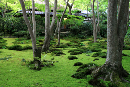 奥嵯峨 祇王寺青もみじ_e0048413_1550374.jpg
