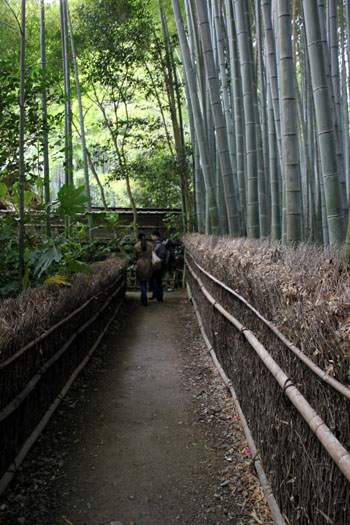 奥嵯峨 祇王寺青もみじ_e0048413_15511443.jpg