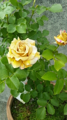 今年も薔薇が咲き始めました!!_b0160614_22462174.jpg