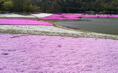 花より団子の我輩でも感動!_e0234016_15354076.jpg