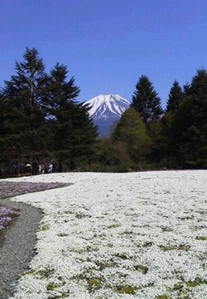 花より団子の我輩でも感動!_e0234016_15363455.jpg