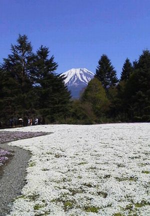 花より団子の我輩でも感動！_e0234016_15363455.jpg