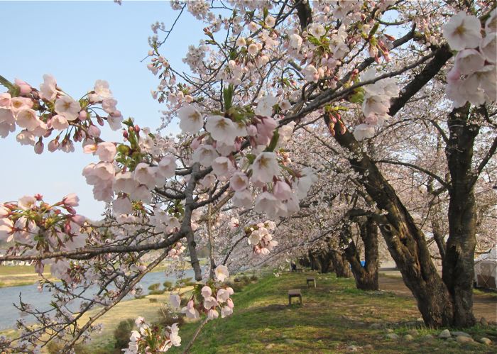 行ってきました・角館のお花見（2013.05.09 THU.）_b0226219_15585295.jpg