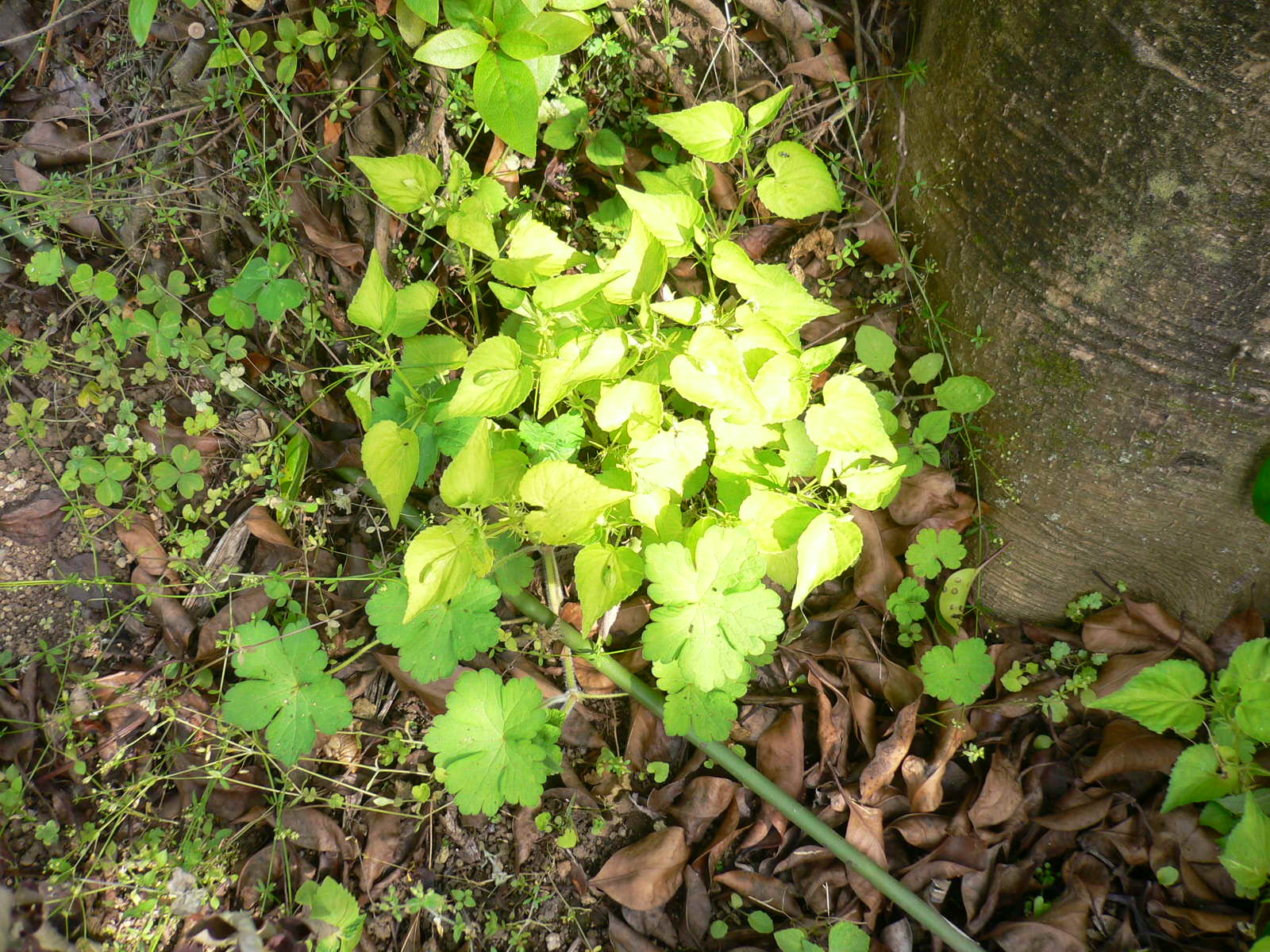 見知らぬ山野草_b0039822_16325192.jpg