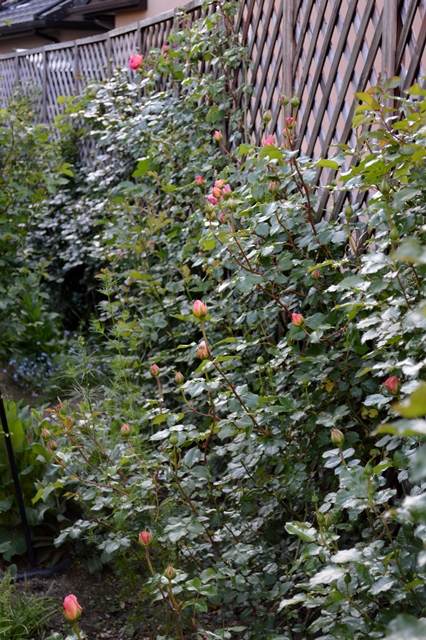 d0096422_7421465.jpg