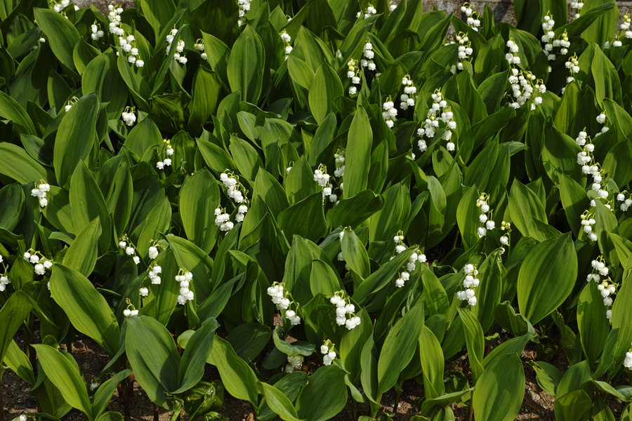 c0223825_8101619.jpg