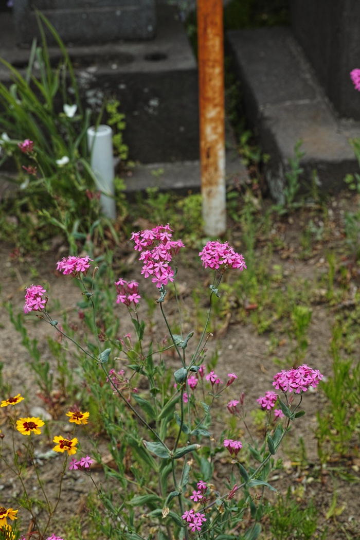 c0223825_812435.jpg
