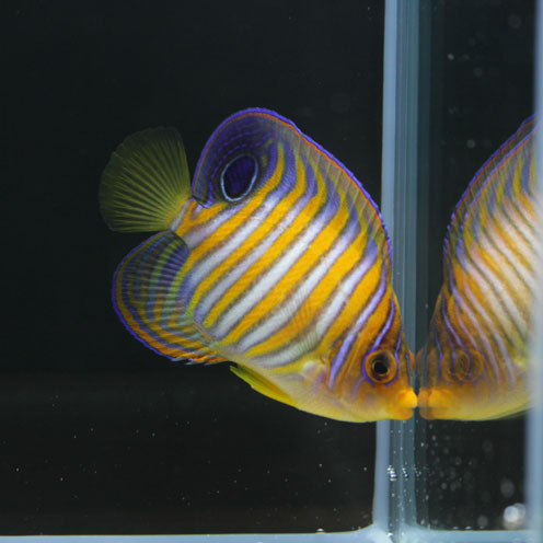 海水魚アップしました。_d0221436_19382416.jpg