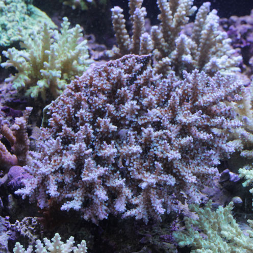 海水魚アップしました。_d0221436_19391710.jpg