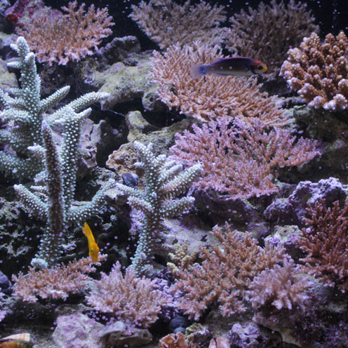 海水魚アップしました。_d0221436_19535754.jpg
