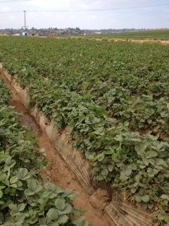 The first STRAWBERRY PICKING experience!_d0114237_9495623.jpg