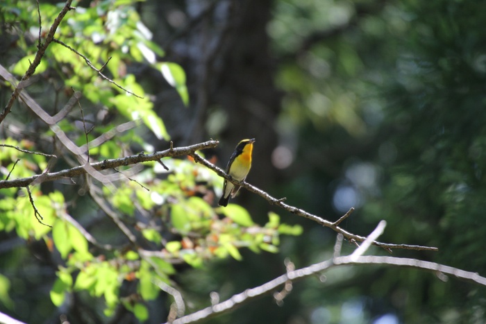 2013.5.9 日向薬師・キビタキ_c0269342_1938244.jpg