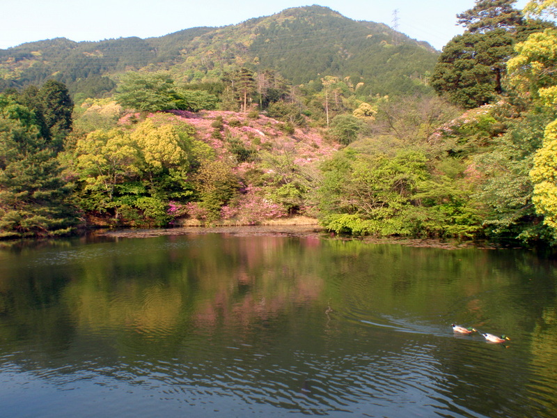 若杉山（皿山公園）_b0168843_1972818.jpg