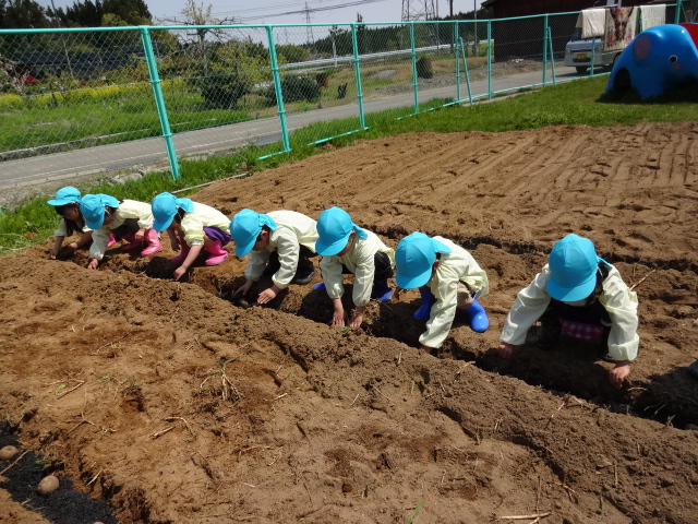 じゃが芋植え_d0166047_13284137.jpg