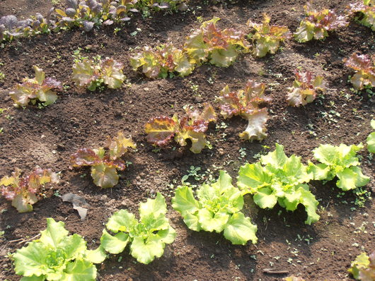 ハウスの中はもう夏です。葉物野菜が順調に育っています。_e0143347_2142342.jpg