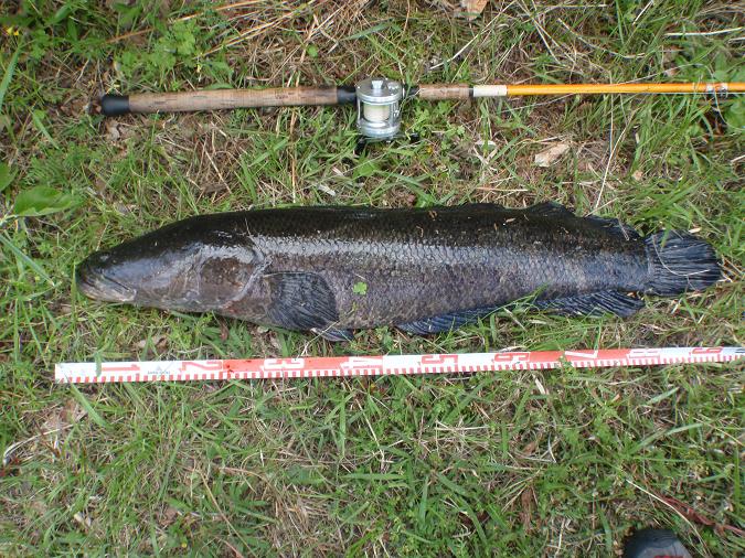 13 5 2 5 5 雷魚釣行 Honky Tonk Fishing