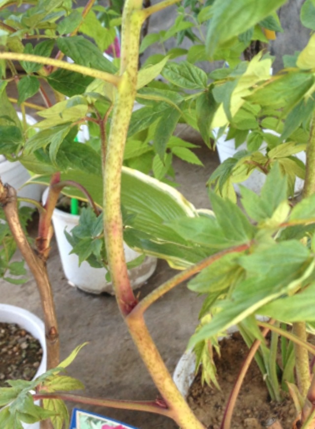 牡丹の茎 茂原牡丹園 牡丹の茎 茂原牡丹園