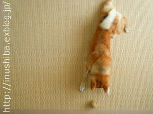 a0286855_950682.gif
