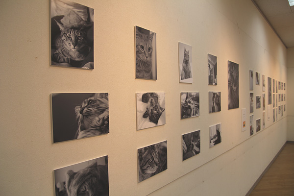 ◆ゆめの写真展デビュー「猫と暮らせば・・・」_b0008655_22313632.jpg