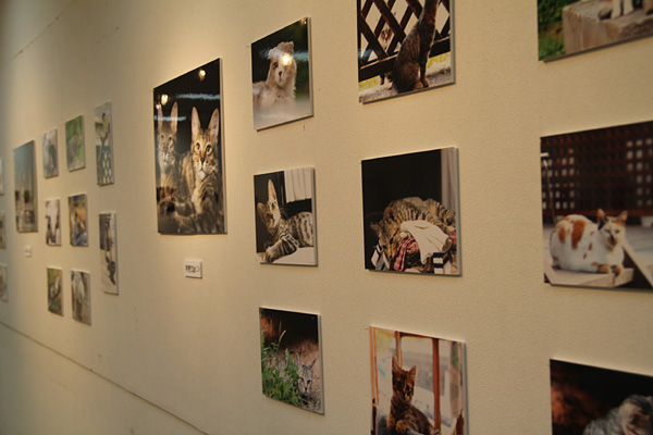 ◆ゆめの写真展デビュー「猫と暮らせば・・・」_b0008655_22314356.jpg
