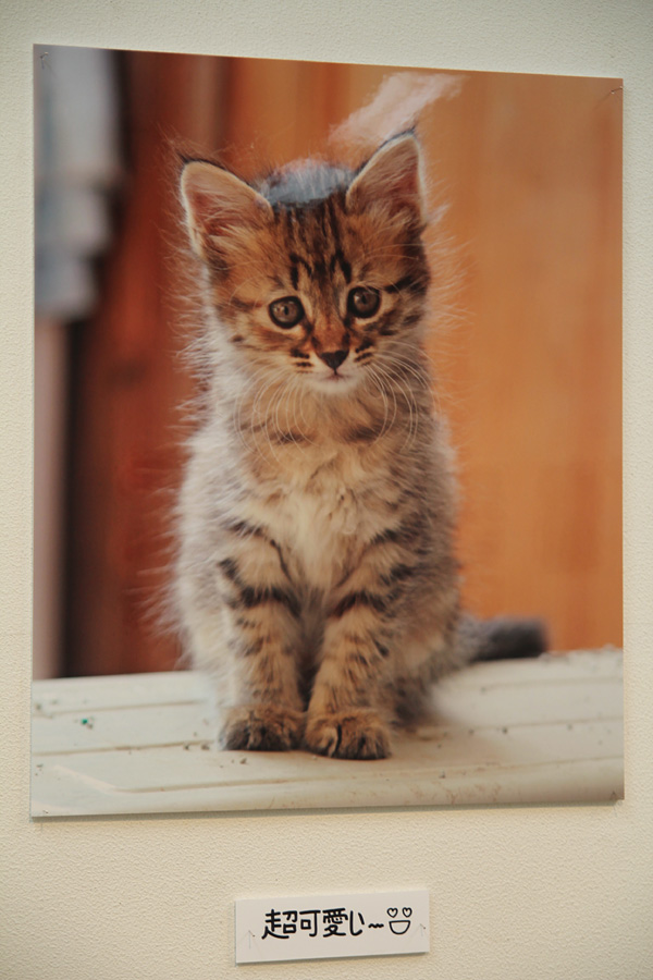 ◆ゆめの写真展デビュー「猫と暮らせば・・・」_b0008655_2232144.jpg