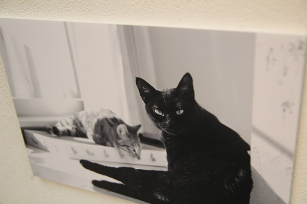 ◆ゆめの写真展デビュー「猫と暮らせば・・・」_b0008655_22383323.jpg
