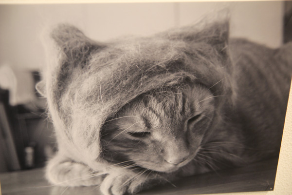 ◆ゆめの写真展デビュー「猫と暮らせば・・・」_b0008655_22384028.jpg