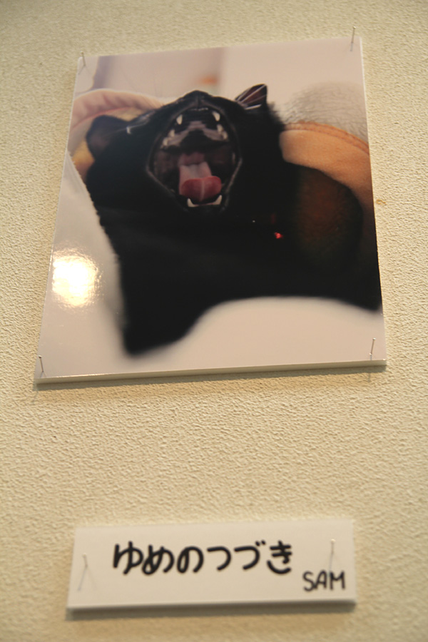 ◆ゆめの写真展デビュー「猫と暮らせば・・・」_b0008655_2240989.jpg
