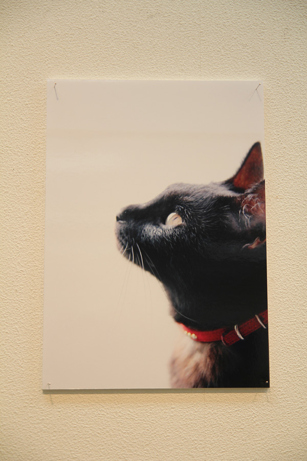 ◆ゆめの写真展デビュー「猫と暮らせば・・・」_b0008655_2284427.jpg