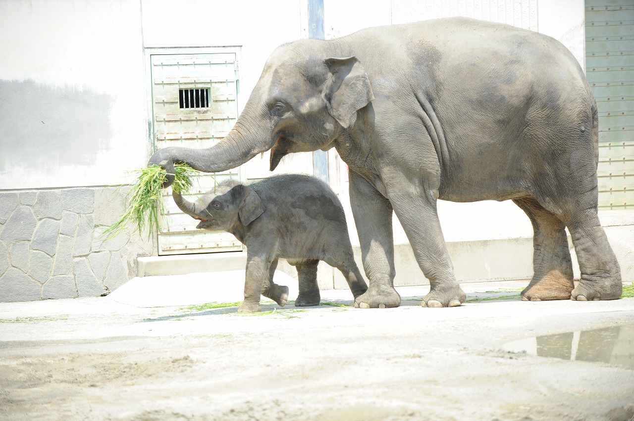 東山動物園初！アジアゾウの赤ちゃん_a0142056_17404710.jpg