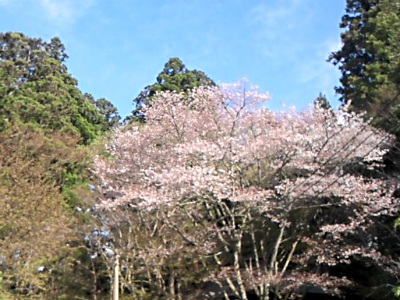 世界遺産平泉へ　中尊寺_a0058061_1132293.jpg