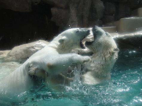 日本平動物園に行って来ました ♪_c0140863_18145897.jpg